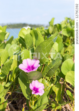 Beach Morning Glory Beach Morning Glory 12791392