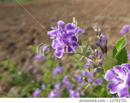 水晶色茉莉花 水晶色茉莉花 12791701