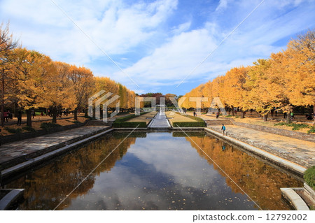 Showa Memorial Park autumn leaves Showa Memorial Park autumn leaves 12792002
