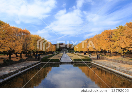 Showa Memorial Park autumn leaves 12792003