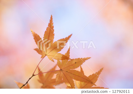 秋天的景色 12792011