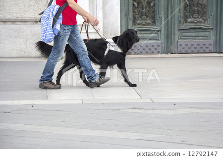 Guide dog is helping a blind man 12792147