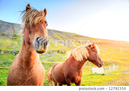 Icelandic ponies 12792350