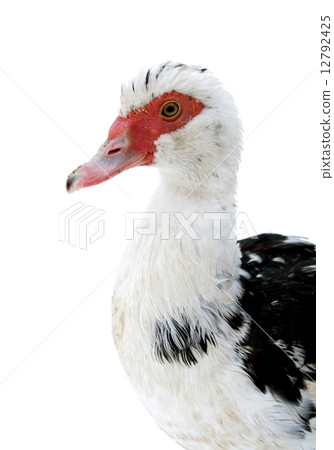 muscovy duck 12792425