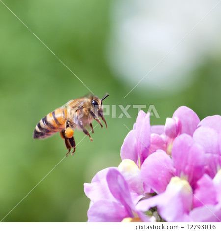 A bee 12793016