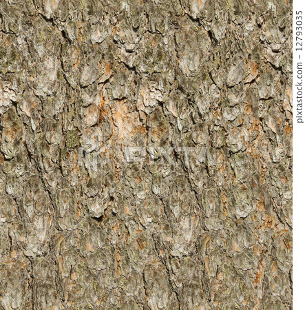 Pine tree bark seamless texture. 12793035