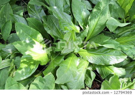 Mizubasho / Oze 12794369