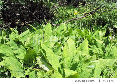 Mizubasho / Oze 12794370