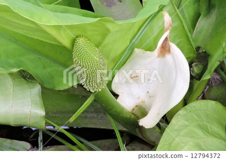 Mizubasho / Oze 12794372