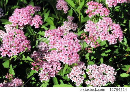 Shimotsuke / Hagiyama 12794514