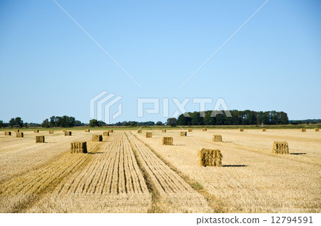 Field with square straw bales and lines 12794591