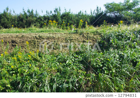 割草保護路堤 12794831