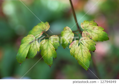 The yellow leaves of the Sarashina shruma 12794849