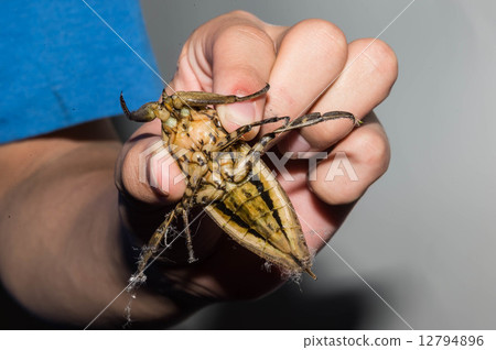 Tattle's stomach 12794896