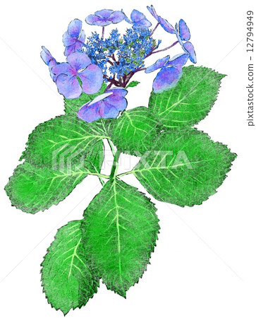 hydrangea hydrangea 12794949