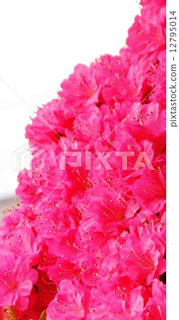 White azalea series with white background 12795014