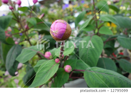 Rose leaf sage 12795099