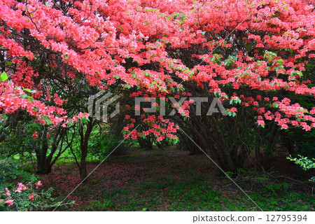杜鵑花定居點2（德島縣山川町Takozanyama葬禮杜鵑花公園） 12795394
