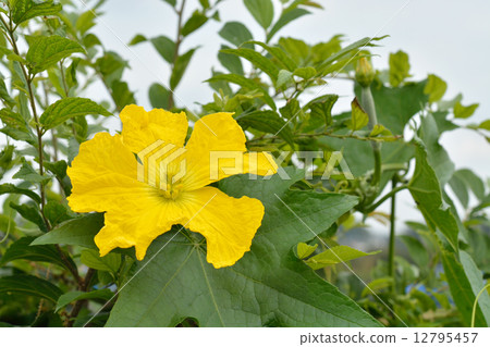 Plants · Luchinaceae 12795457