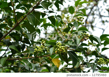Tree · Forsytid moth family 12795460