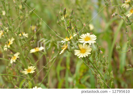 Plants · Aquinacea plant 12795610