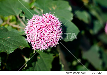 Butakagi Butakagi 12795649