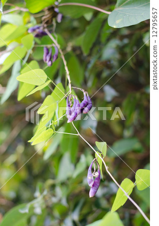 Nosari鵝(豆類) Nosari鵝(豆類) 12795657