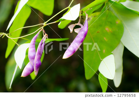 Nosari geese (legumes) Nosari geese (legumes) 12795658