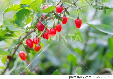Wolfberry Wolfberry 12795659