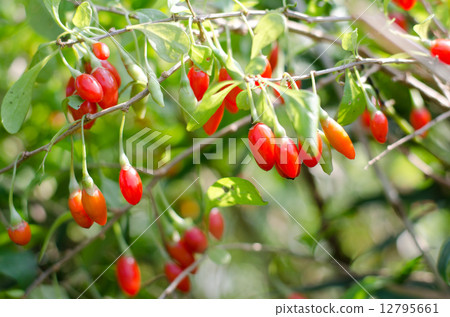 Wolfberry 12795661