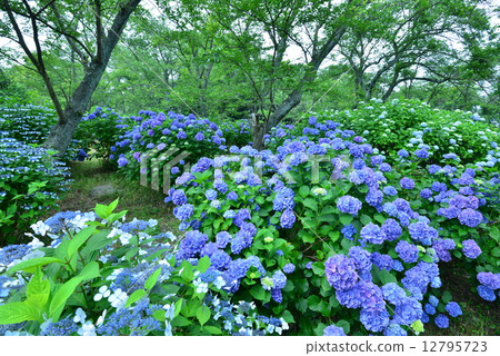Hydrangea's forest 7 (Kagawa prefecture Mitoyoshi city Tomosumi Shikokuzanyama) 12795723