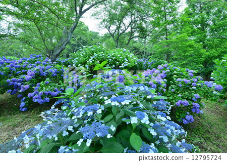 Hydrangea's forest 6 (Kagawa prefecture Mitoyoshi city Tsuzumi Shikokuzanyama) Hydrangea's forest 6 (Kagawa prefecture Mitoyoshi city Tsuzumi Shikokuzanyama) 12795724