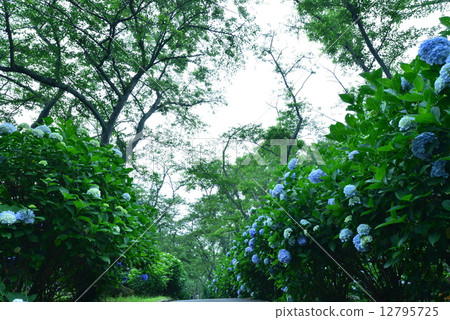 Hydrangea's Forest 5 (Kagawa Prefecture Mitsuyoshi City Tomosumi Shikokuzan) 12795725