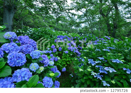 Hydrangea's Forest 4 (Kagawa Prefecture Mitsuyoshi City Tomosumi Shikokuzan) 12795726
