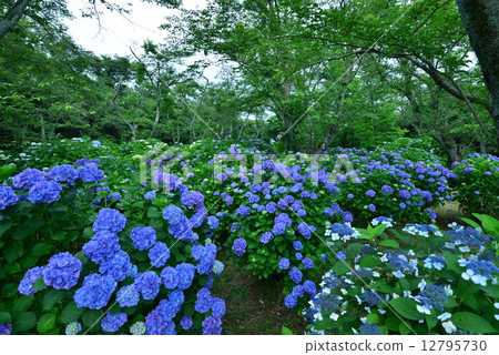 Hydrangea's forest 1 (Kagawa prefecture Mitoyoshi city Tsuzumi Shikokuzanyama) 12795730