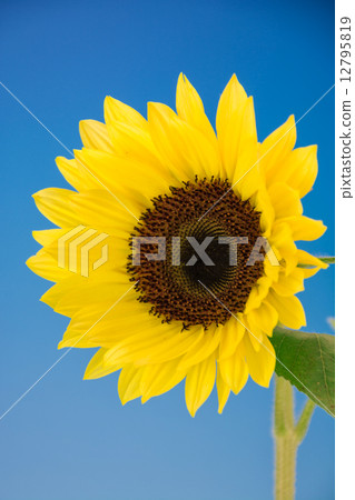 Sun Flower  12795819