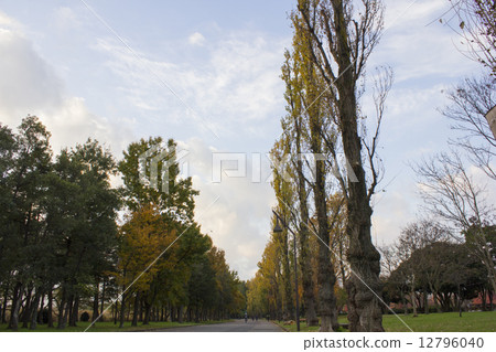 Metasequoia's tree-lined avenue 12796040