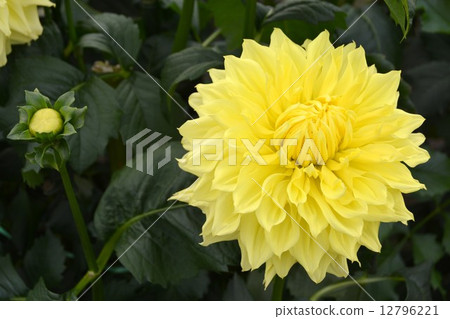 Dahlia 12796221