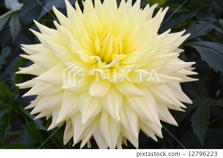 Dahlia 12796223