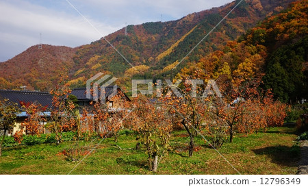 Shinshu Kaki no Sato 12796349