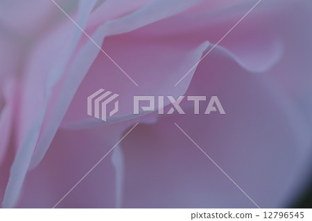 Aspirin Rose 12796545
