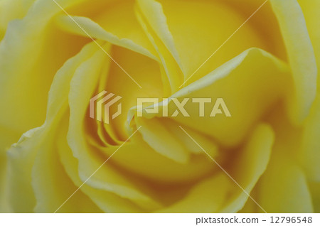 Gina Rollobrigida Gina Rollobrigida 12796548