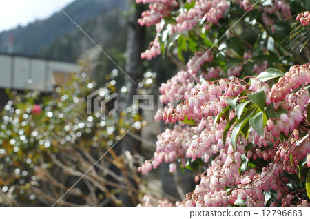 毛毛蟲樹 12796683