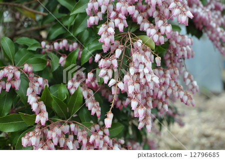 毛毛蟲樹 毛毛蟲樹 12796685