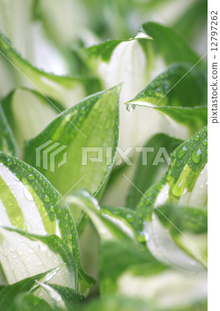 葉子和水滴 12797262