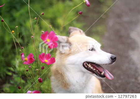 笑臉狗的外形和宇宙 12797263