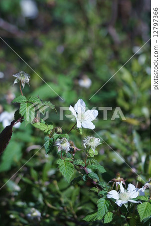 它是草莓草莓草莓的伴侶。 12797366