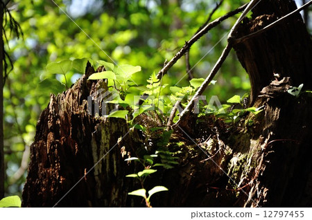 發芽 發芽 12797455