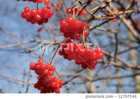 Viburnum 12797548