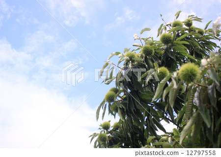 栗樹和藍天 12797558